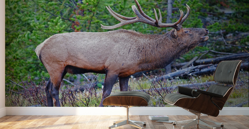 Alert call — bull elk Wall Murals