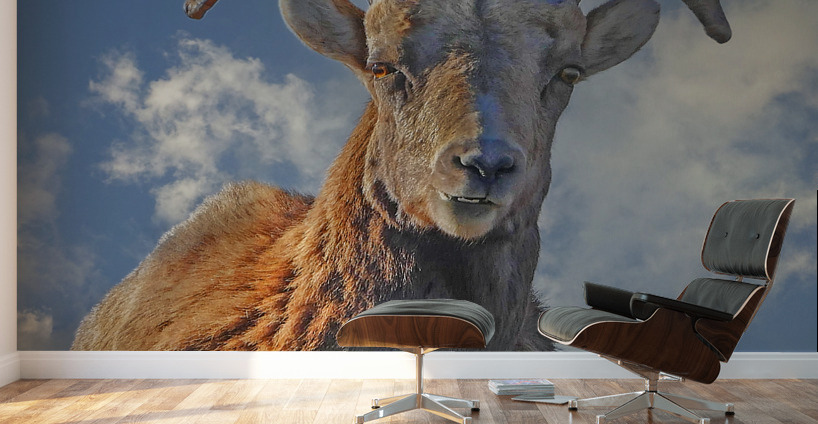 Bighorn Sheep grazing Wall Murals