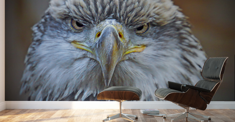 Bald Eagle Wall Murals
