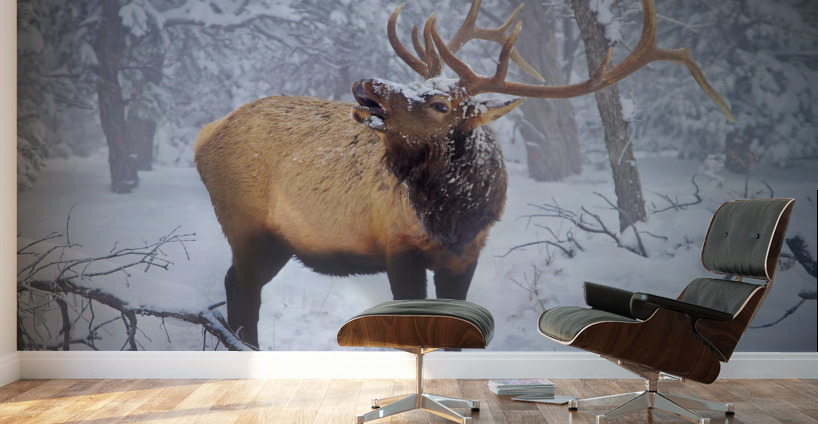 Grand Canyon Elk Wall Murals