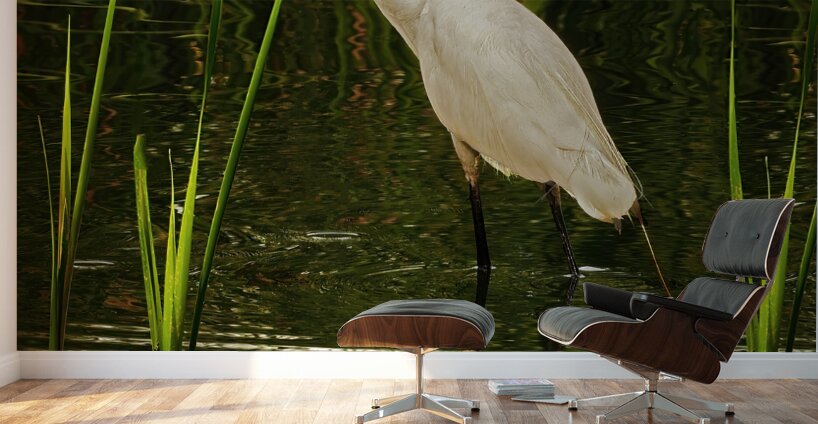 Feeding egret Wall Murals