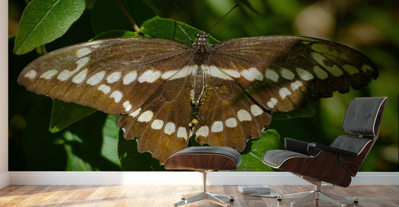 Giant Swallowtail Wall Murals