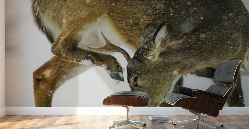 White tail scratching Wall Murals