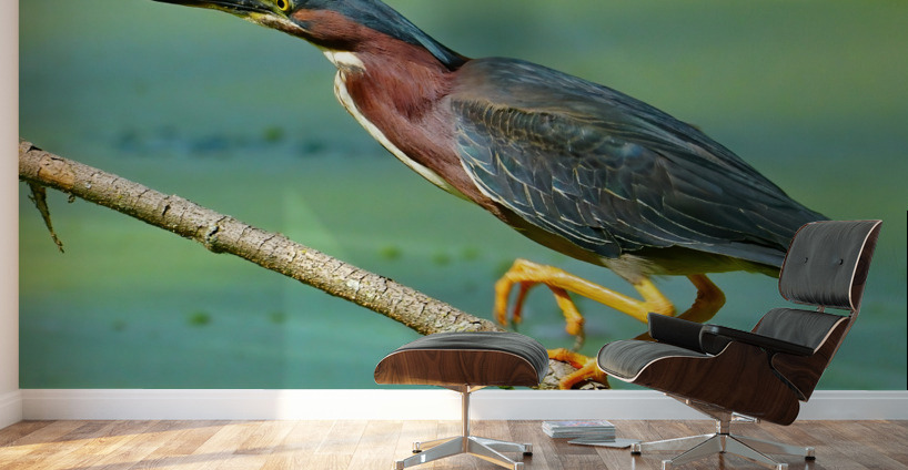 Green Heron hunting Wall Murals