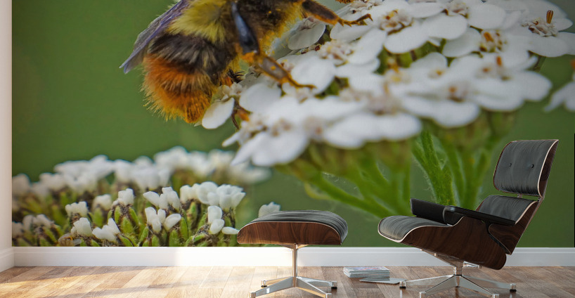 Honeybee on flower Wall Murals