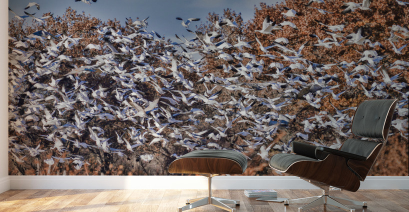 Liftoff of snowbirds Wall Murals