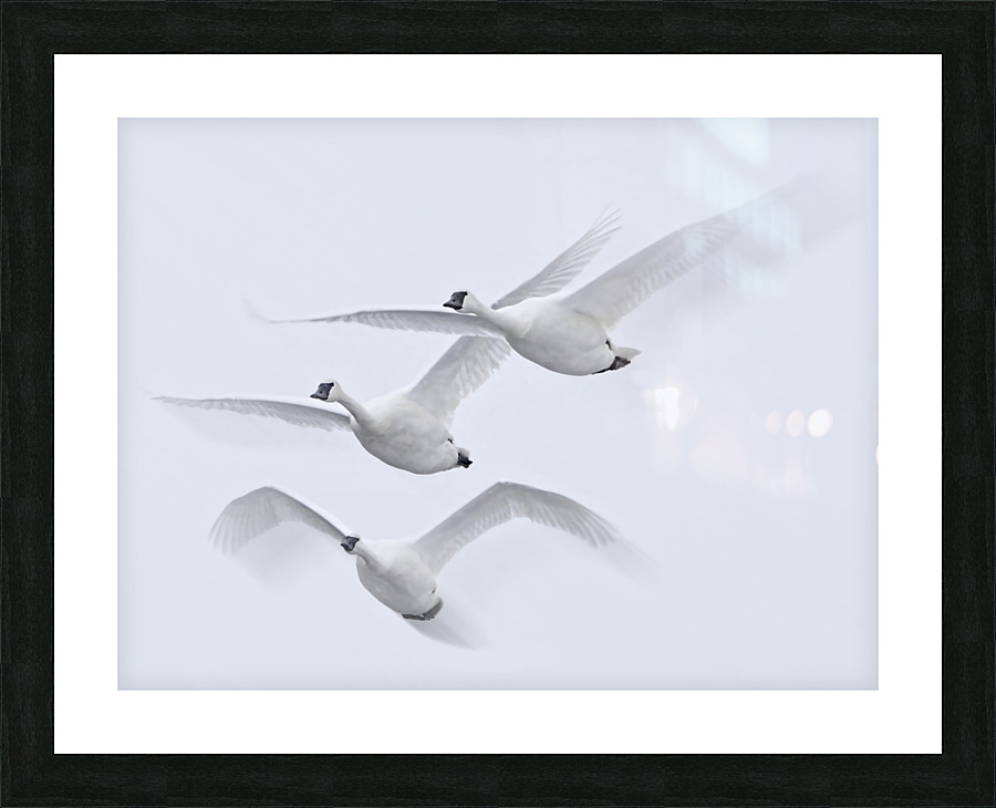 Wings in the Wind Picture Frame print