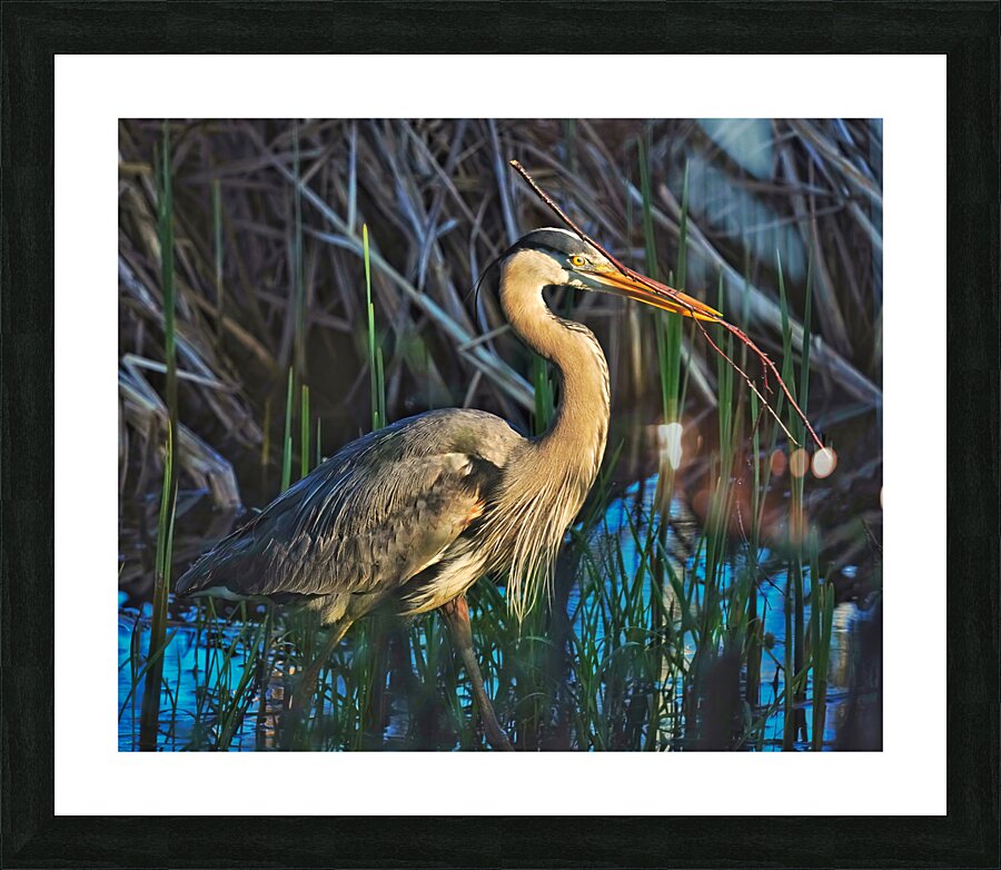 Heron in the morning Picture Frame print