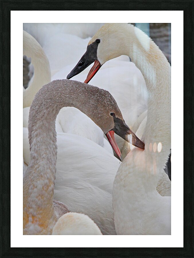 Pecking Trumpets Picture Frame print