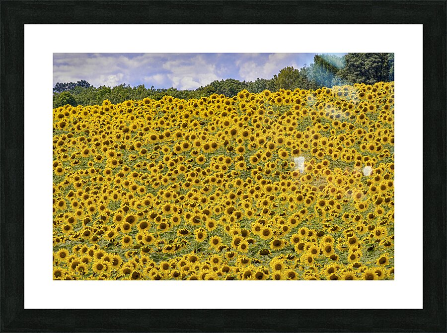 Flower fields Picture Frame print