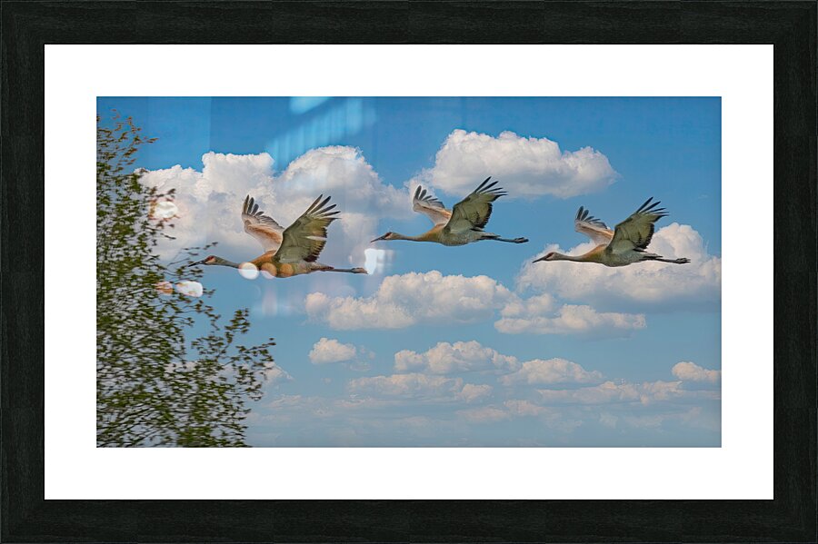 Three cranes a crusin Picture Frame print