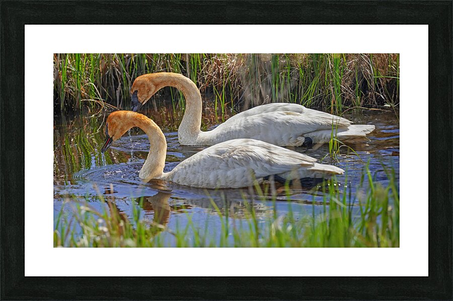 Two swans a swimming Picture Frame print