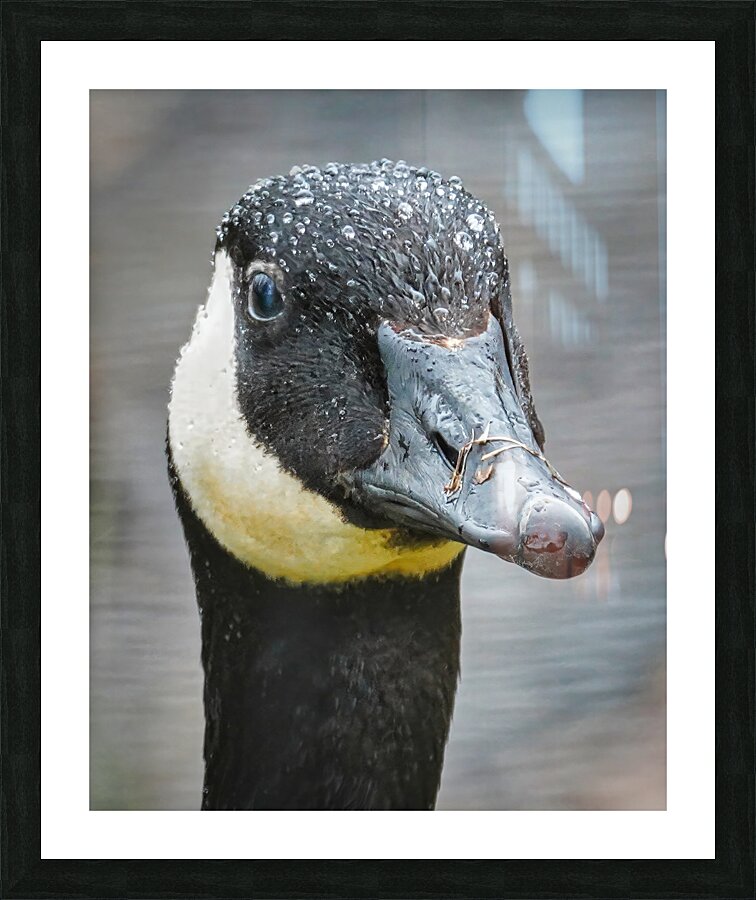 No sweat  Picture Frame print