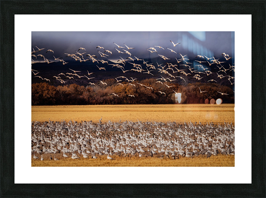 Snowbird Migration Picture Frame print
