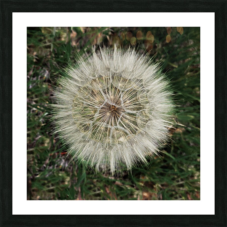 Dandelion Blow-ball Picture Frame print