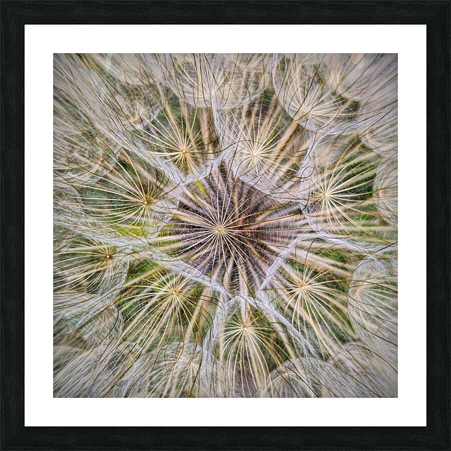 Dandelion Pappus Picture Frame print