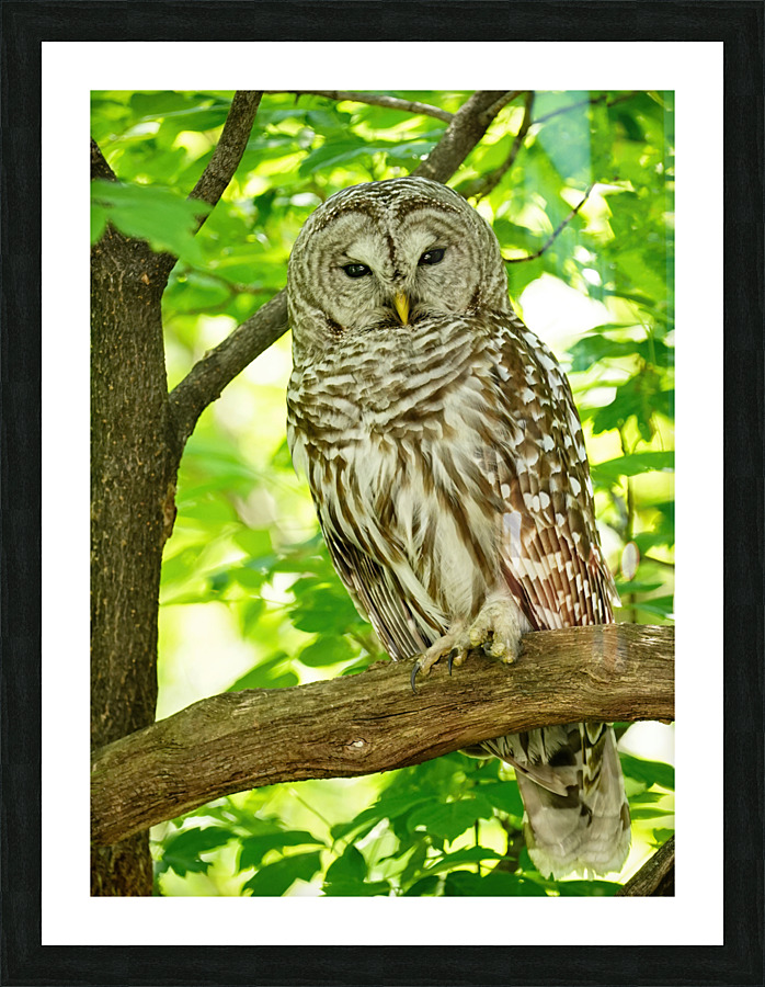 Barred Owl  Picture Frame print