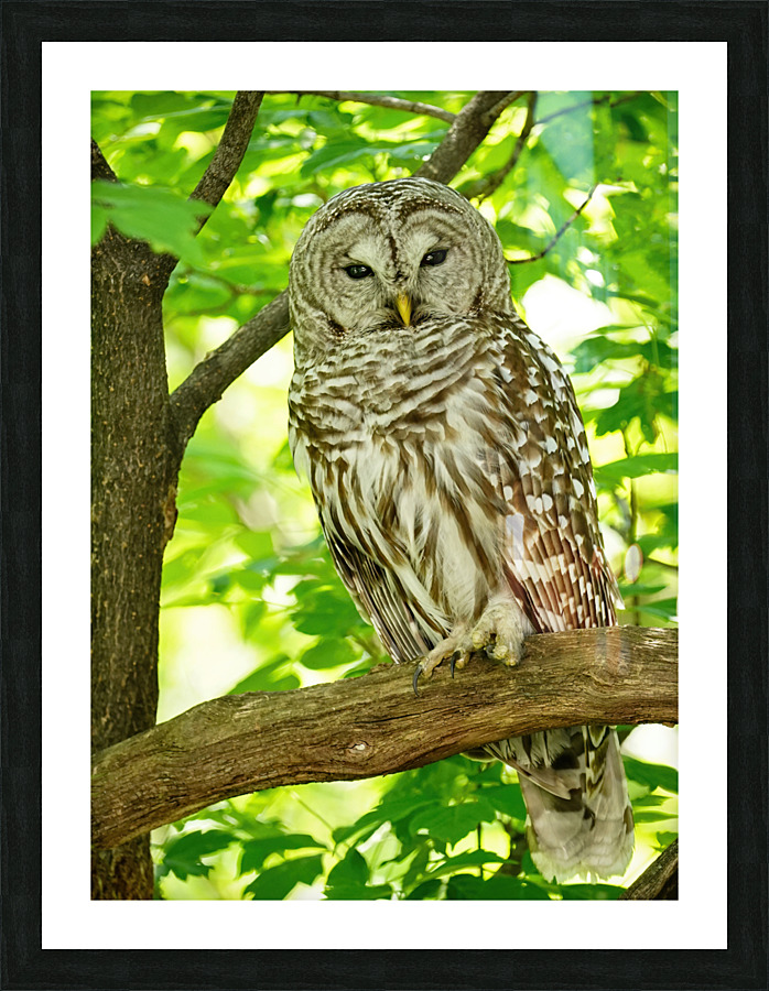 Barred Owl   Impression encadrée