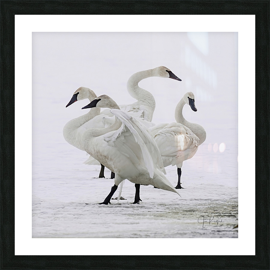 Swan group  Frame print
