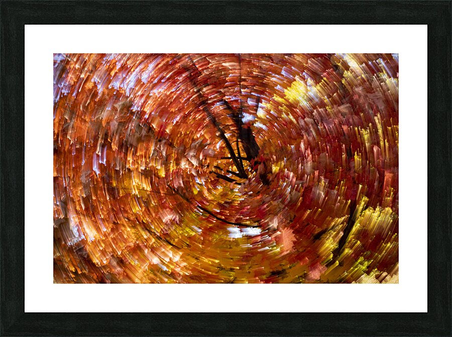 Blowing Fall Colors  Framed Print Print