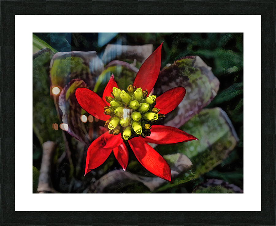Euphorbia on Display Frame print