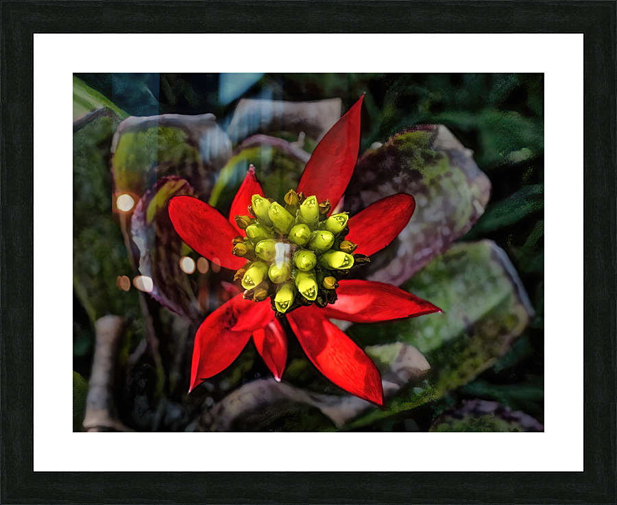 Euphorbia on Display Picture Frame print