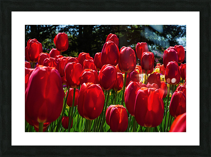 Red tulip parade   Impression encadrée