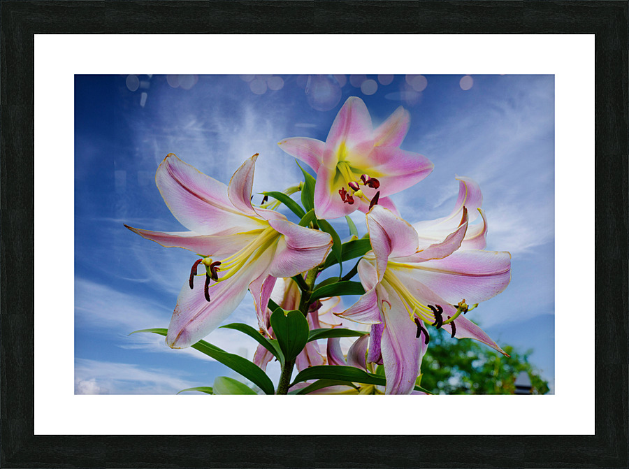 Lucious Lily Frame print