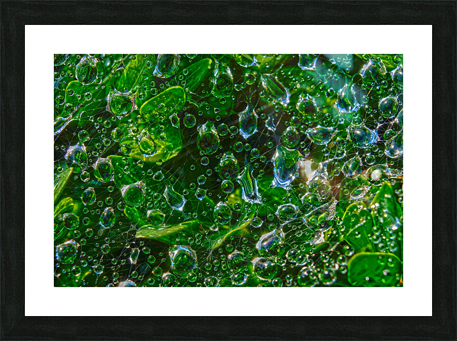 Water Drops Picture Frame print