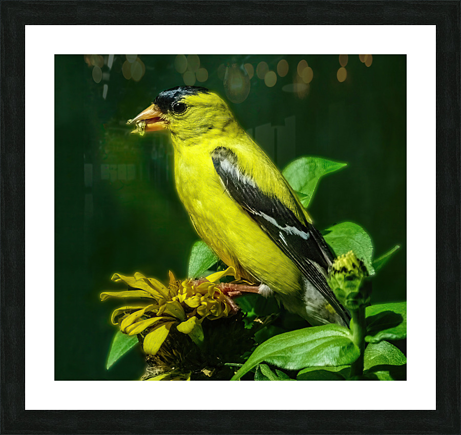 Goldfinch Feeding Picture Frame print