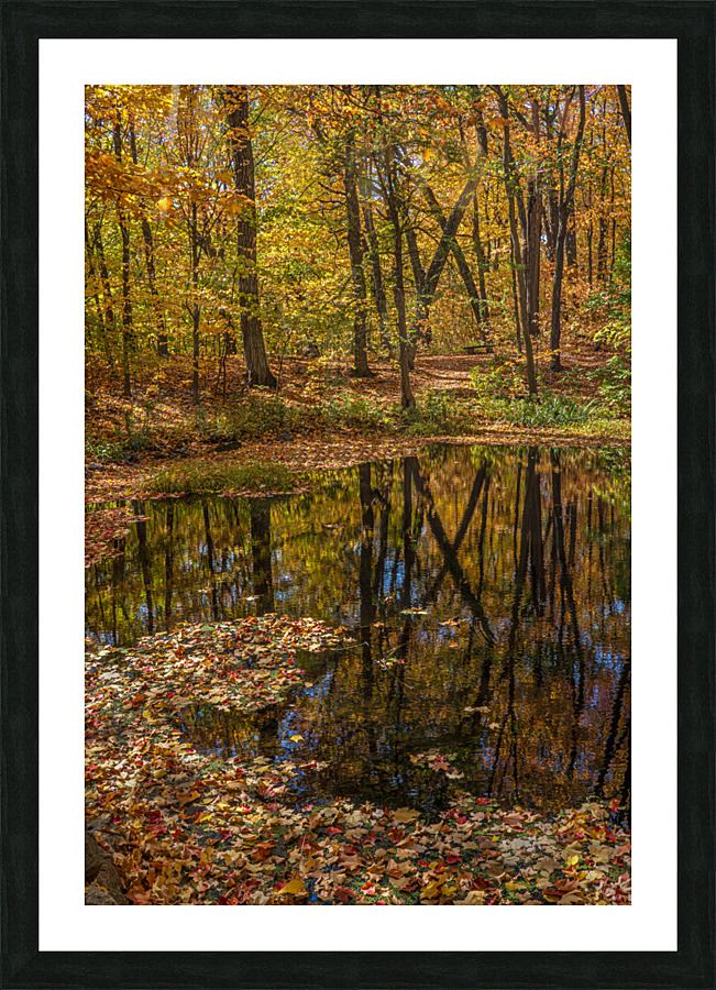 Forest Reflections Picture Frame print