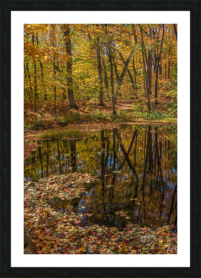 Forest Reflections  Framed Print Print