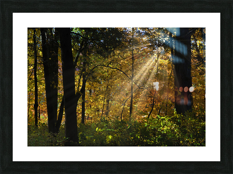 Falling leaves and beams   Framed Print Print