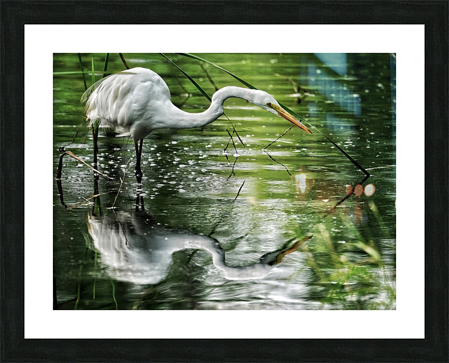 Feeding Egret Picture Frame print