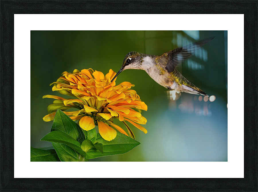Hummer seeks the nectar Picture Frame print