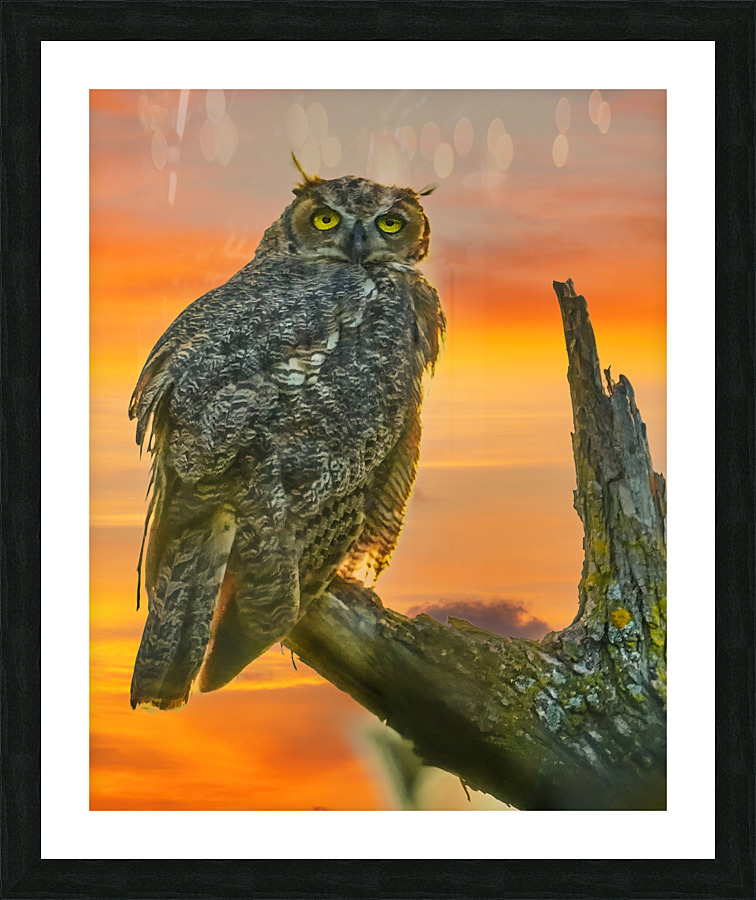 Owl standing watch Picture Frame print