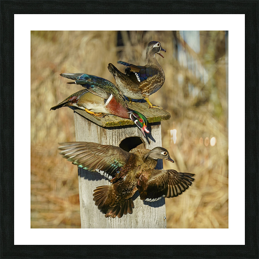 Wood duck squabble Picture Frame print