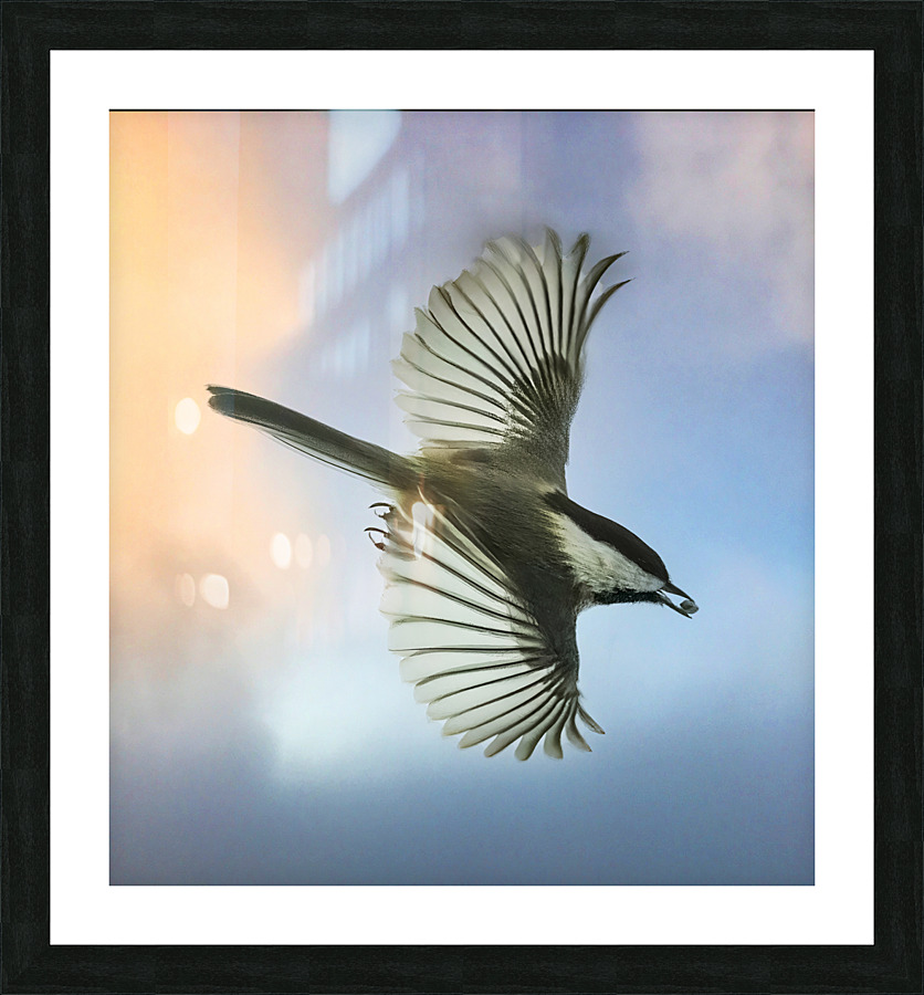 Chickadee on the wing Picture Frame print