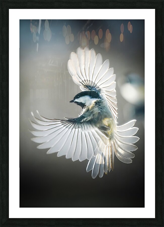 Small bird - big wings Picture Frame print