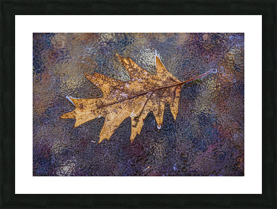 Oakleaf on ice Picture Frame print