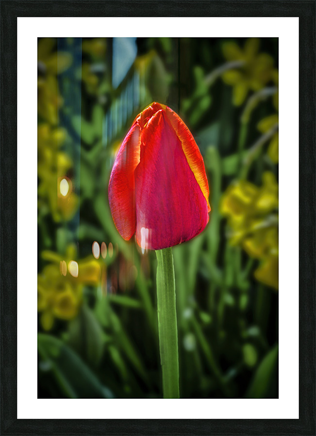 Keukenhof rose Picture Frame print