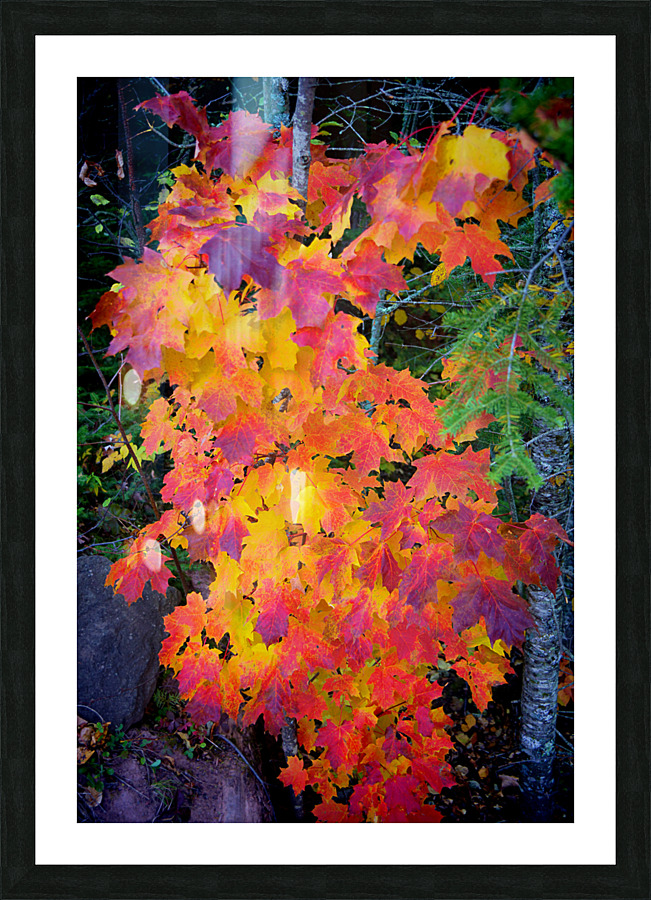 Complimentary Maple colors  Framed Print Print