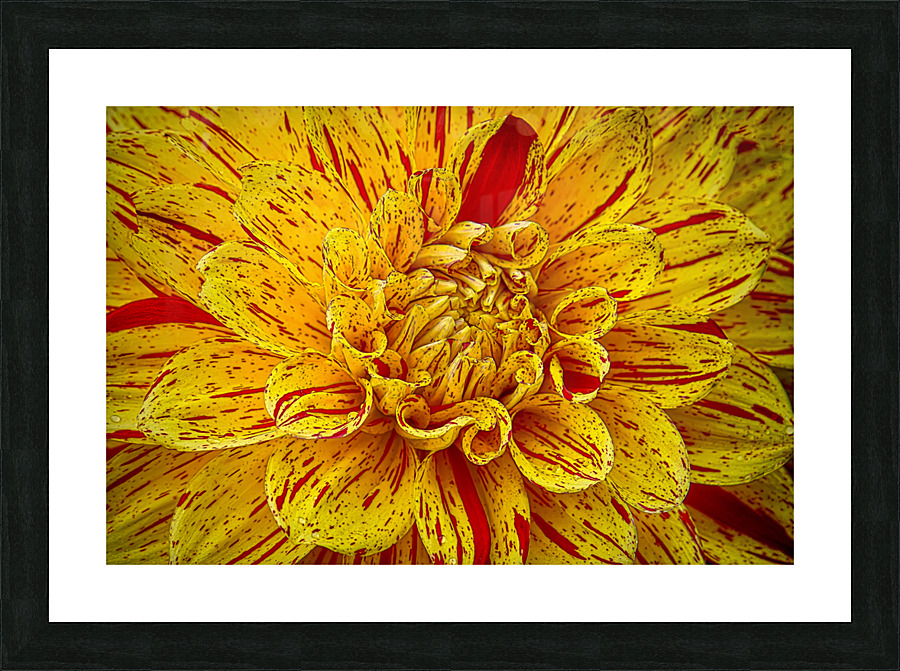 Multicolored Dahlia Picture Frame print