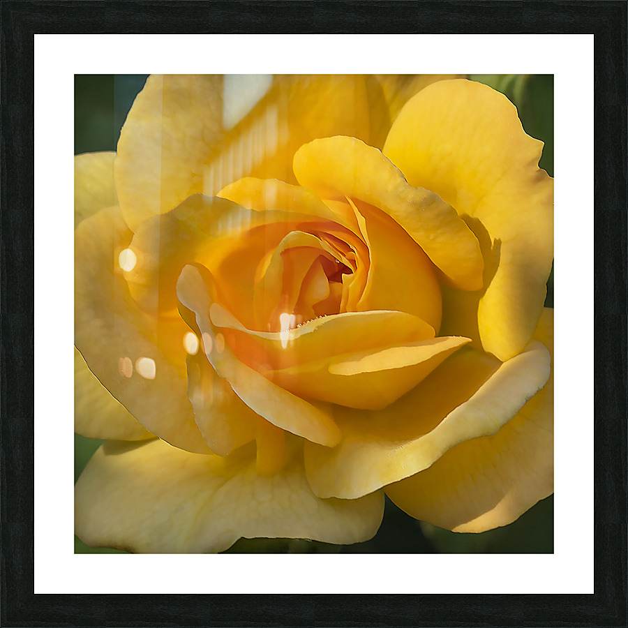 Yellow rose Picture Frame print