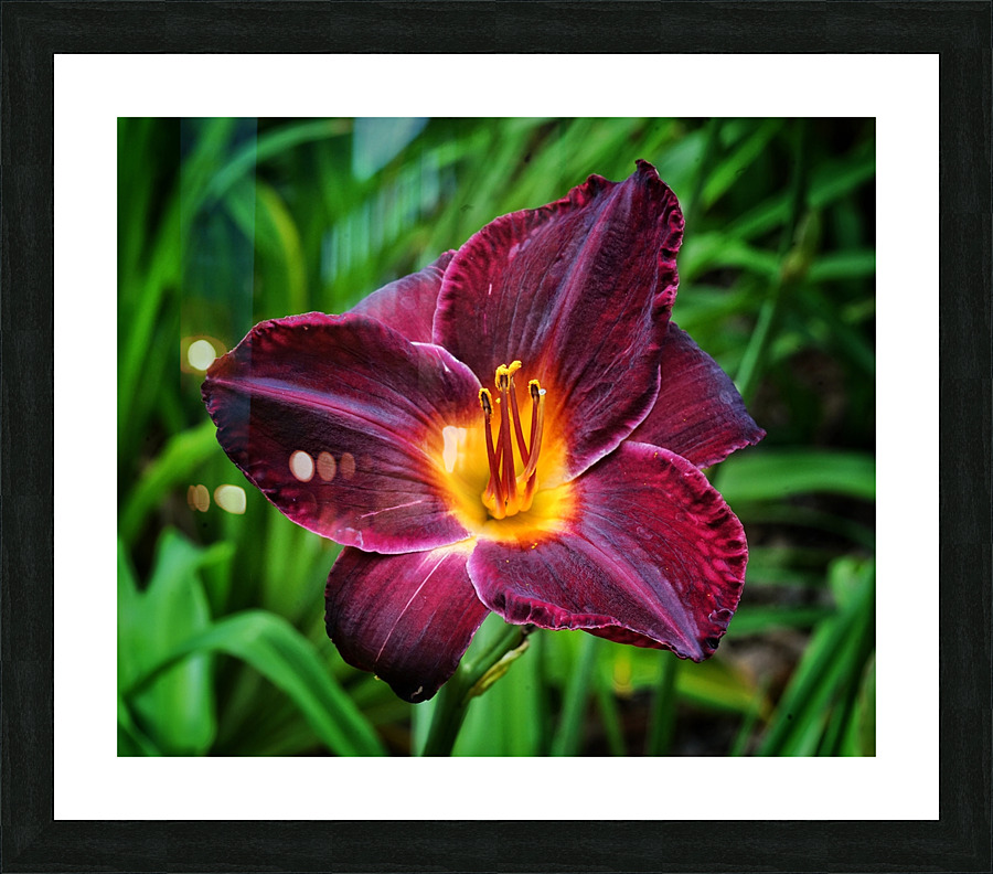 Purple Lily Picture Frame print