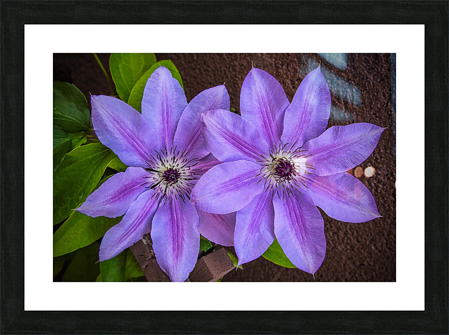 Clematis Flower Frame print