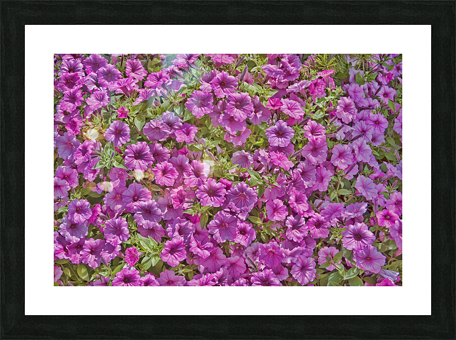 Pansy Garden Picture Frame print