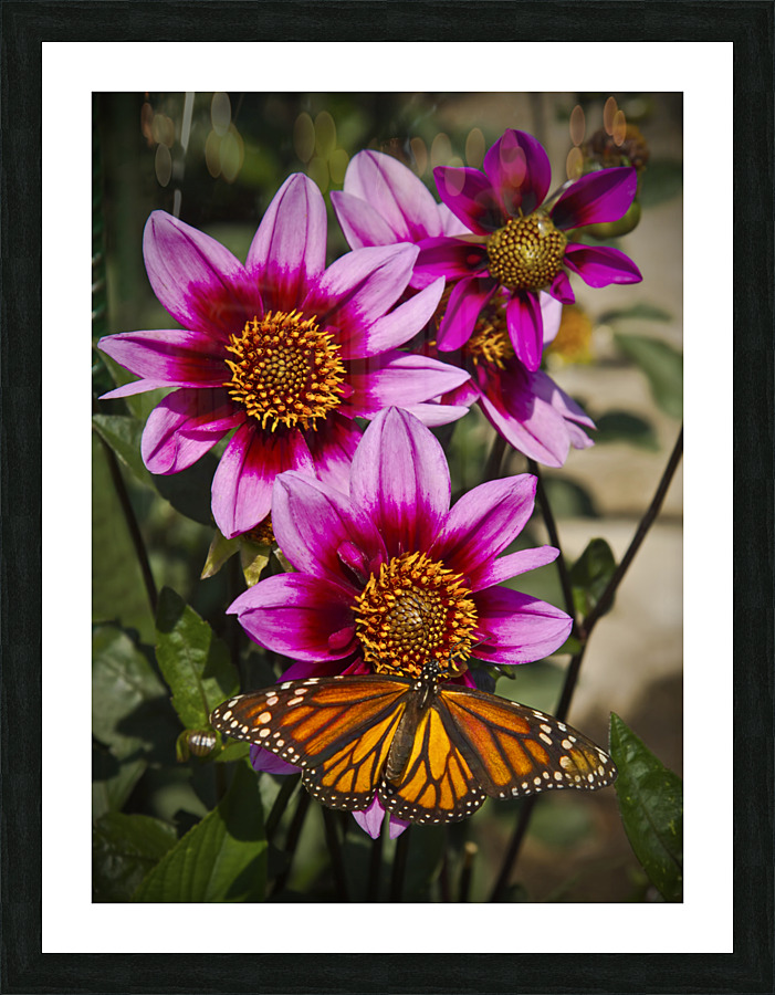 Dahlia flower and monarch Picture Frame print