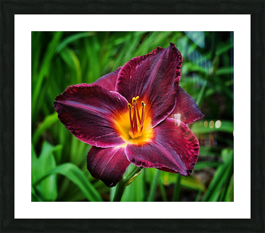 Purple Lilly Picture Frame print