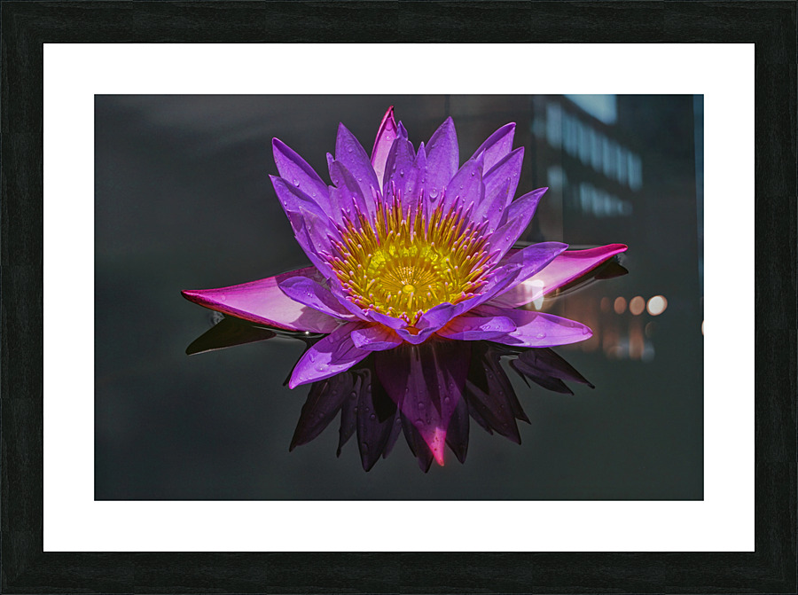 Purple pond Lilly Picture Frame print